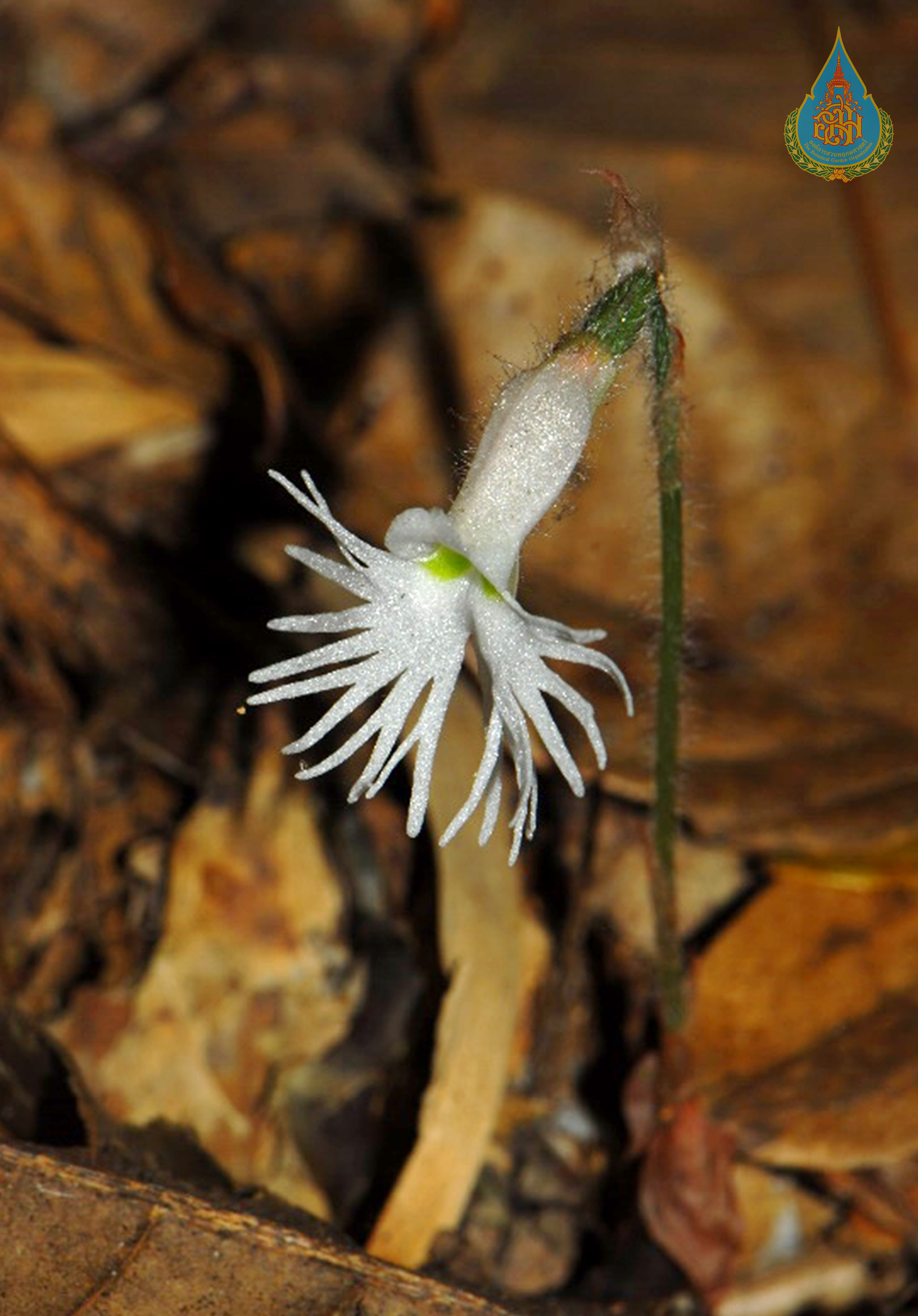 เอื้องดินปากพาย Cheirostylis griffithii Lindl.<br/>ORCHIDACEAE